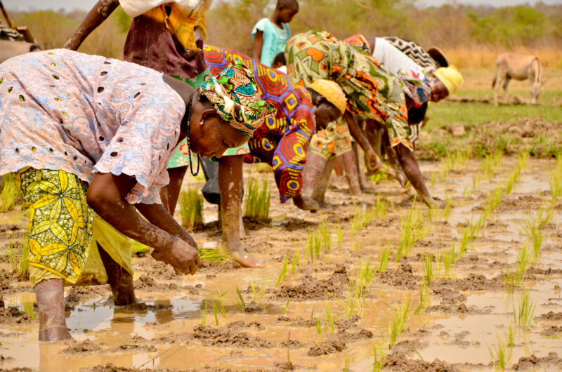 Planting rice in the Gambia - Public domain image. Flickr