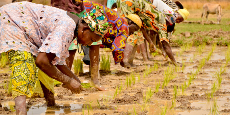 Planting rice in the Gambia - Public domain image. Flickr
