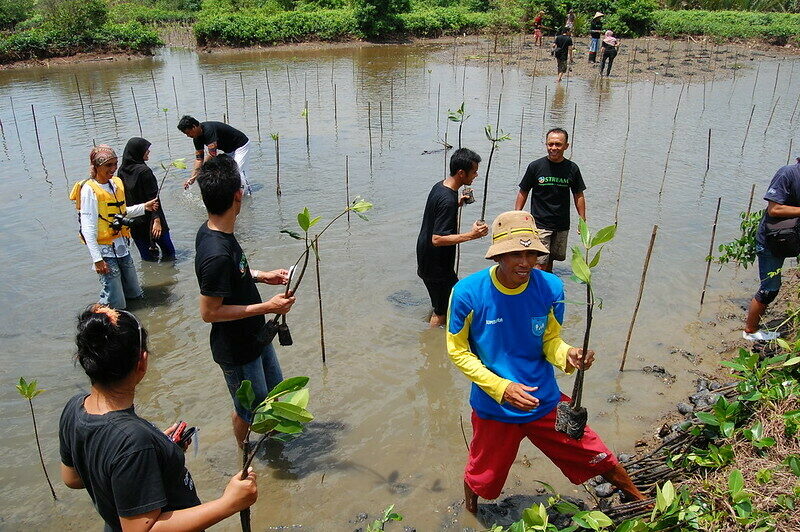 Restoring and planting mangroves helps stabilise coastlines and reduce flooding. ©Ikhlasul Amal