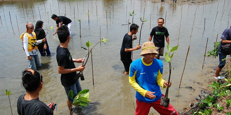 Restoring and planting mangroves helps stabilise coastlines and reduce flooding ©Ikhlasul Amal