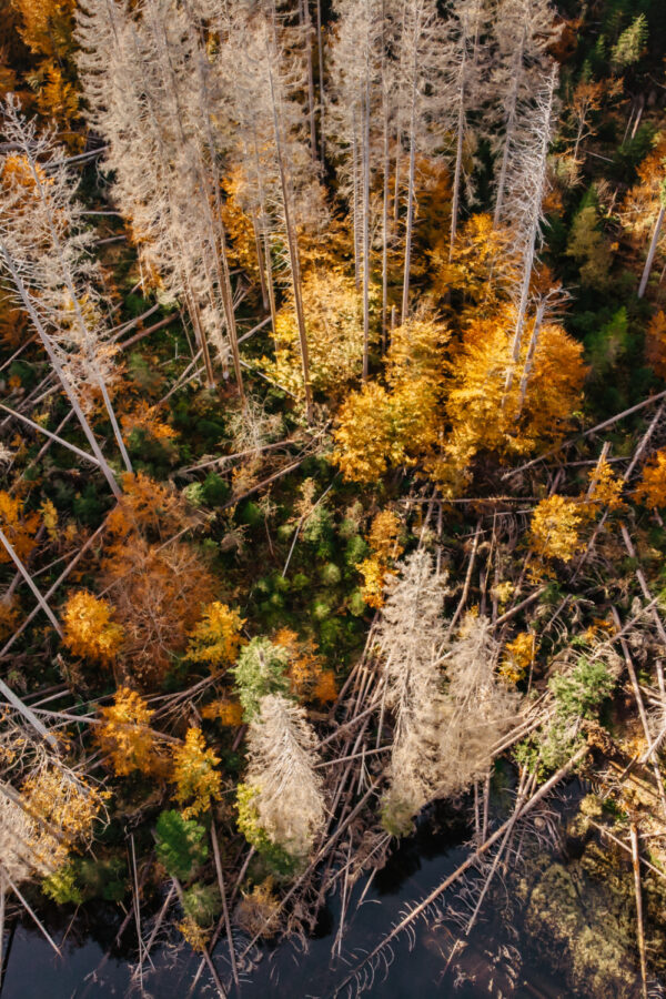 Aerial view of a forest