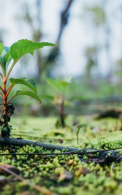 Climate and Earth system responses to climate neutrality and net negative emissions