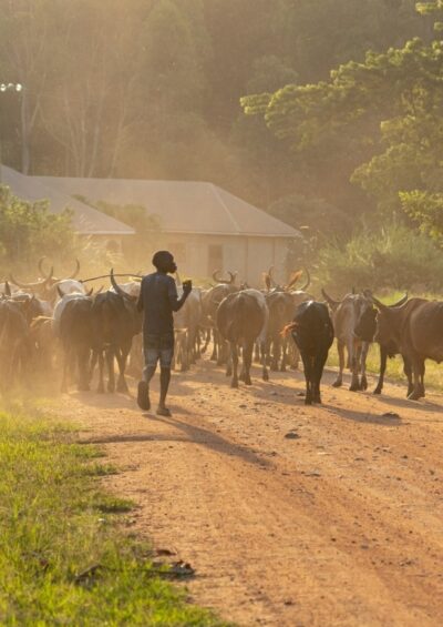 Adapting East and Southern Africa’s livestock to climate change