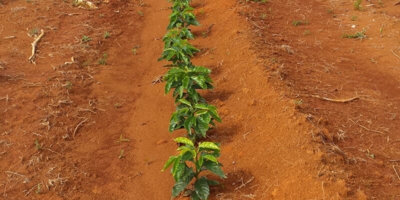 Image by vandelino dias Junior from Pixabay