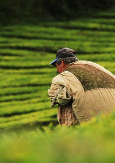 Global economic responses to heat stress impacts on worker productivity in crop production