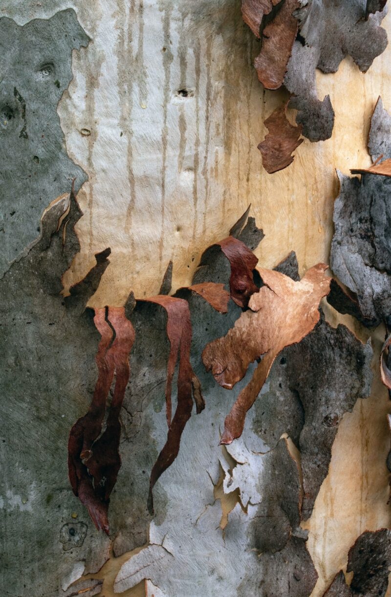 The bark of a Poplar gum Eucalyptus platyphylla, Australia