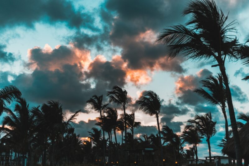 silhouette of palm trees in wind, Punta Cana