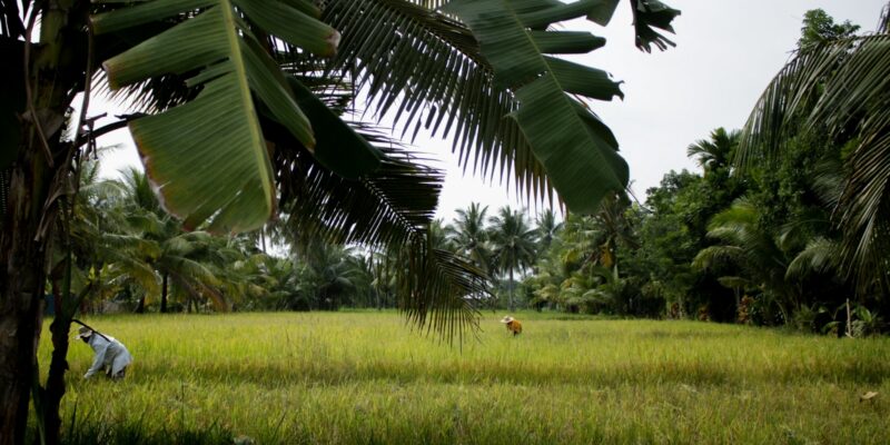 Rice farmers in the Philippines, unsplash