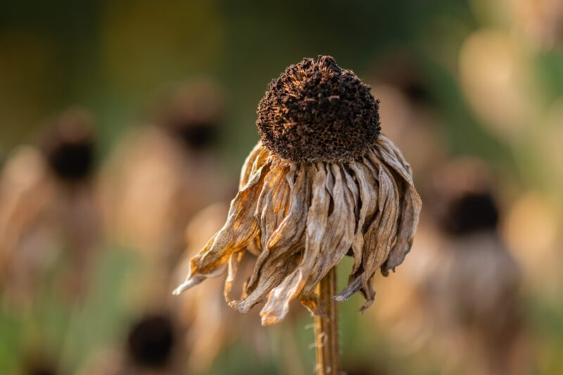 Dried sunflower by roadside, Poland