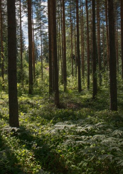 Assessing 20th century climate–vegetation feedbacks of land-use change and natural vegetation dynamics in a fully coupled vegetation–climate model