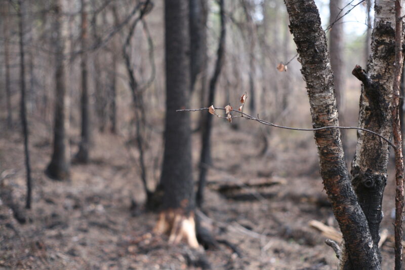 The 2018 extreme heatwave has produced intense and unexpected forest fires in Arctic Sweden.