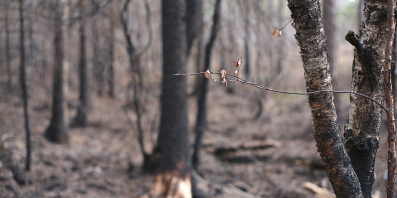 The 2018 extreme heatwave has produced intense and unexpected forest fires in Arctic Sweden.