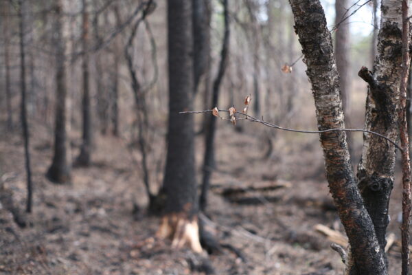 The 2018 extreme heatwave has produced intense and unexpected forest fires in Arctic Sweden.