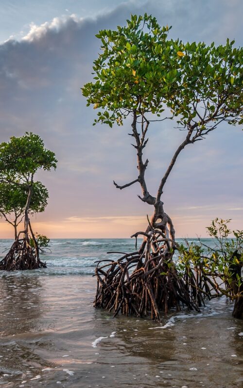 Regional climate champions in the Caribbean