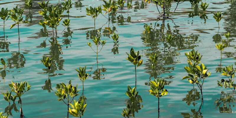 Planting mangroves helps to protect coastlines. Image by kmarius from Pixabay