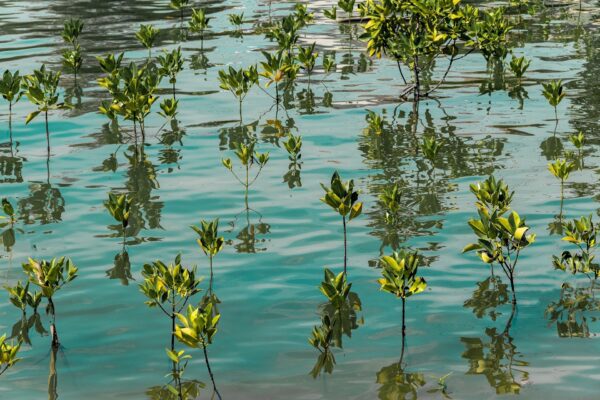 Planting mangroves helps to protect coastlines. Image by kmarius from Pixabay